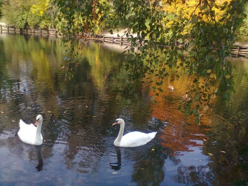 Swans at Sokolniki park (Moscow)., Russian Federation