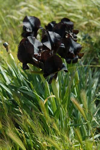 The black irises of Negev desert