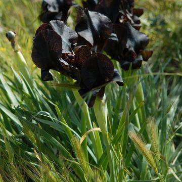 The black irises of Negev desert, Israel