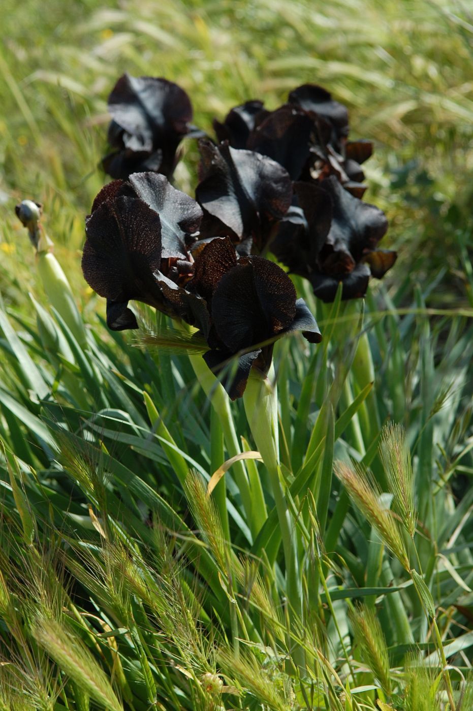 The black irises of Negev desert, Israel