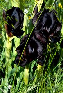 The black irises of Negev desert