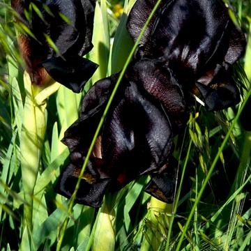 The black irises of Negev desert, Israel