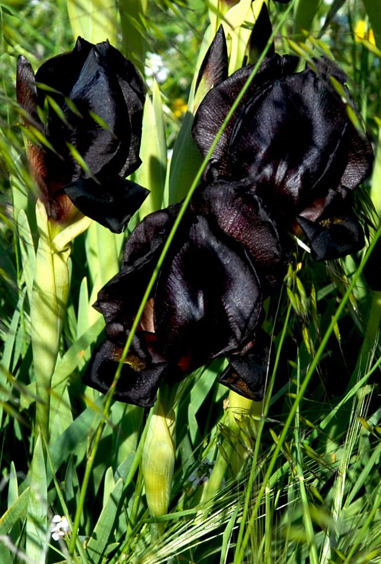 The black irises of Negev desert, Israel