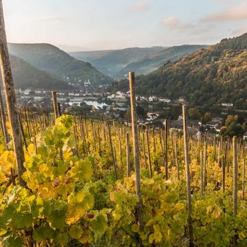 Traben-Trarbach vineyard, Germany
