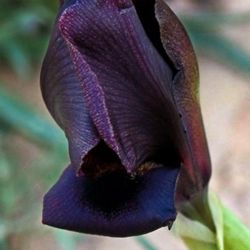 Wild irises of Negev desert, Israel