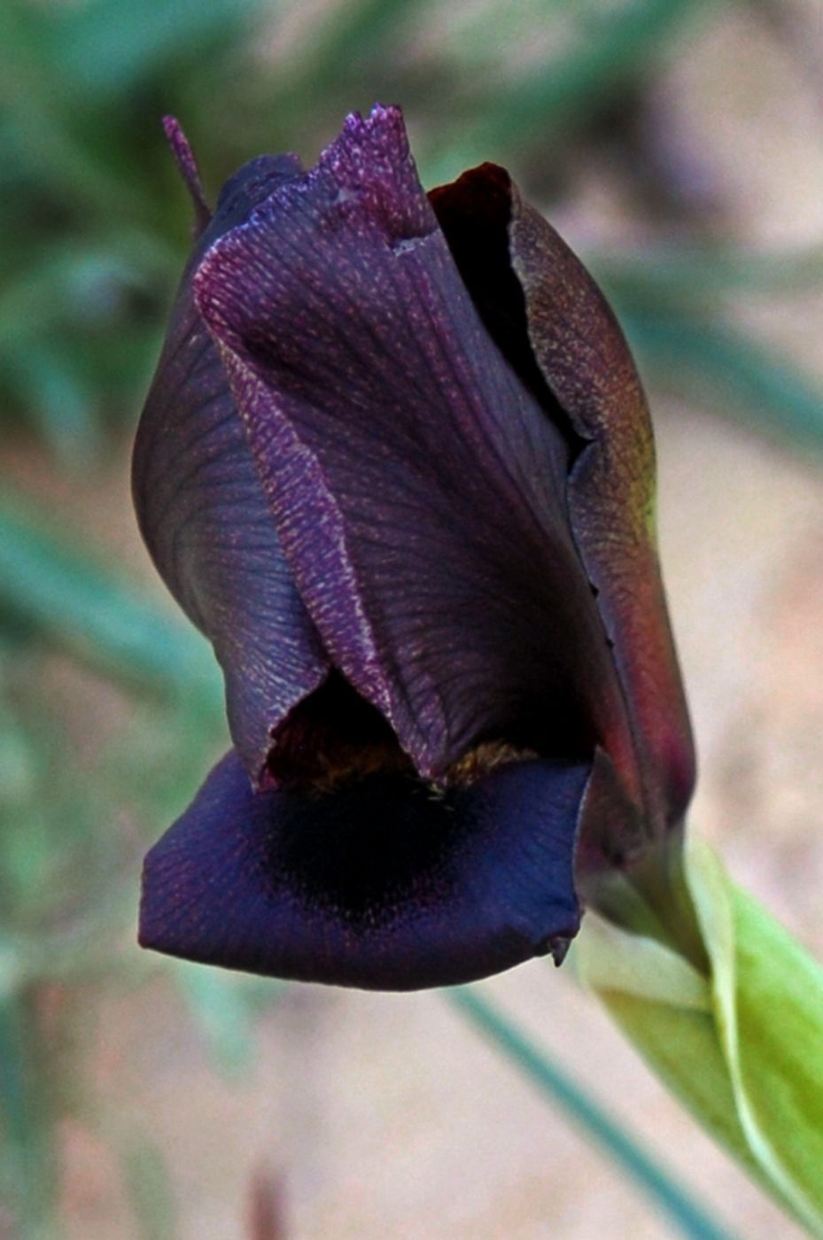 Wild irises of Negev desert, Israel