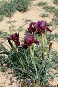 Wild irises of Negev desert