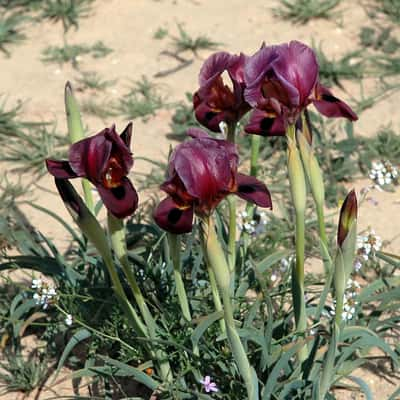 Wild irises of Negev desert, Israel