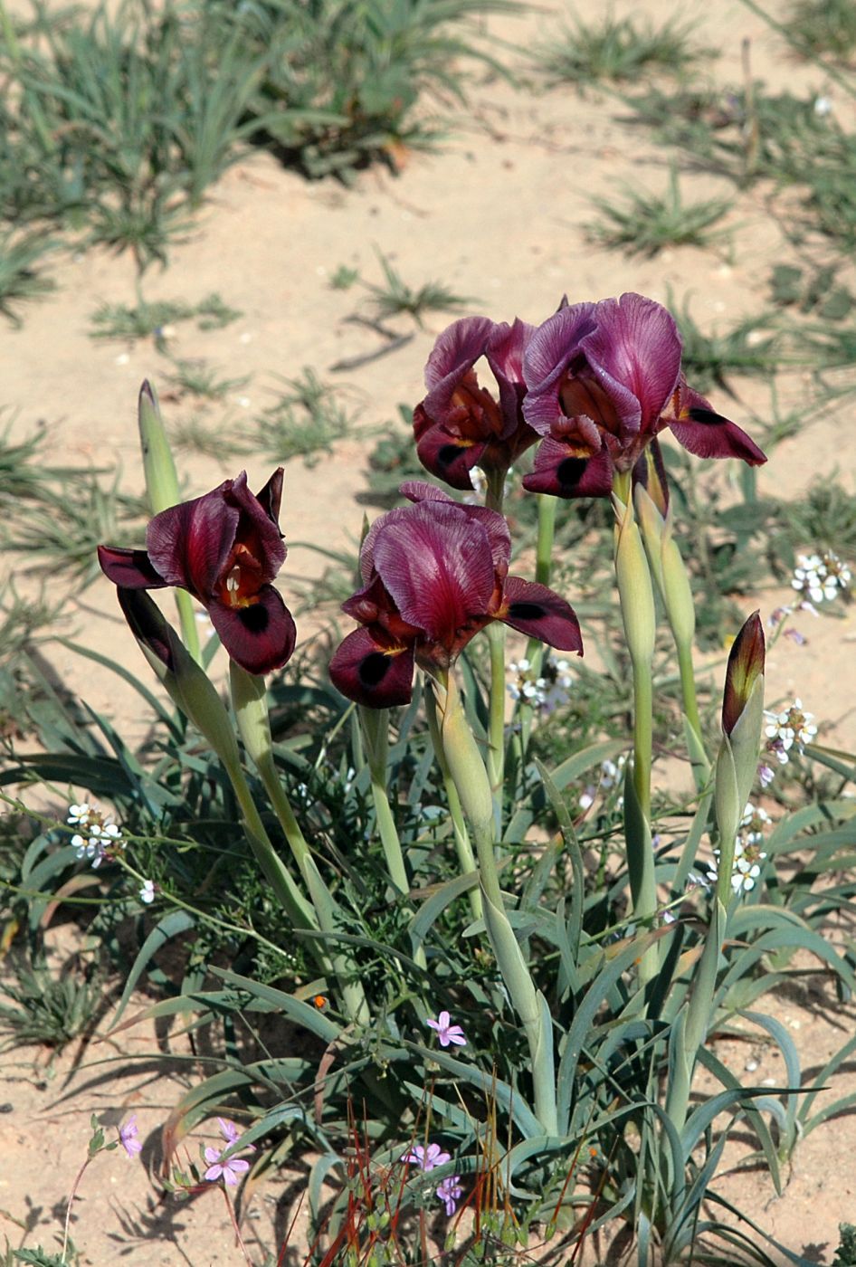 Wild irises of Negev desert, Israel
