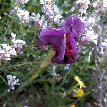 Wild irises of the Negev Desert, Israel