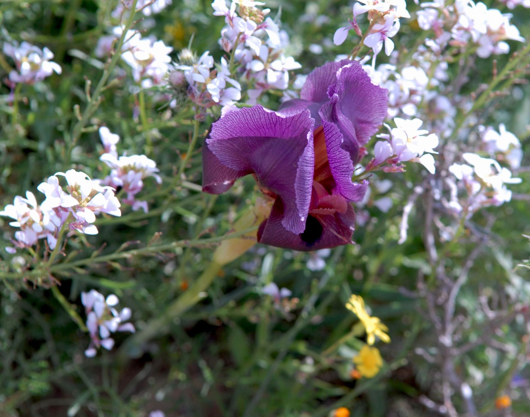 Wild irises of the Negev Desert, Israel