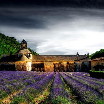 Lavender blossom at Notre-Dame de Sénanque, France