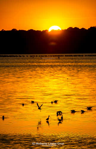 Atardecer en Doñana, Seville
