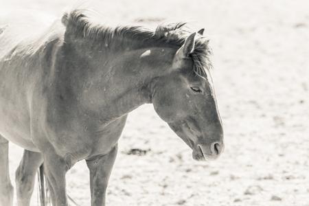 Desert horses of garub