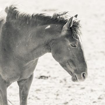 Desert horses of garub, Namibia