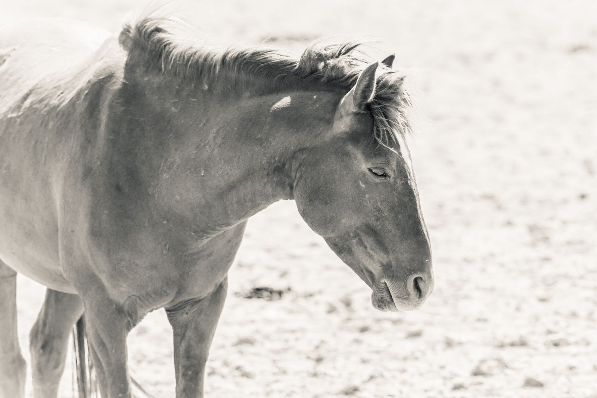 Desert horses of garub, Namibia