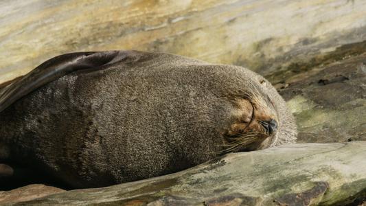 Fur seals at Wharariki Beach