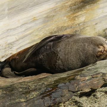 Fur seals at Wharariki Beach, New Zealand