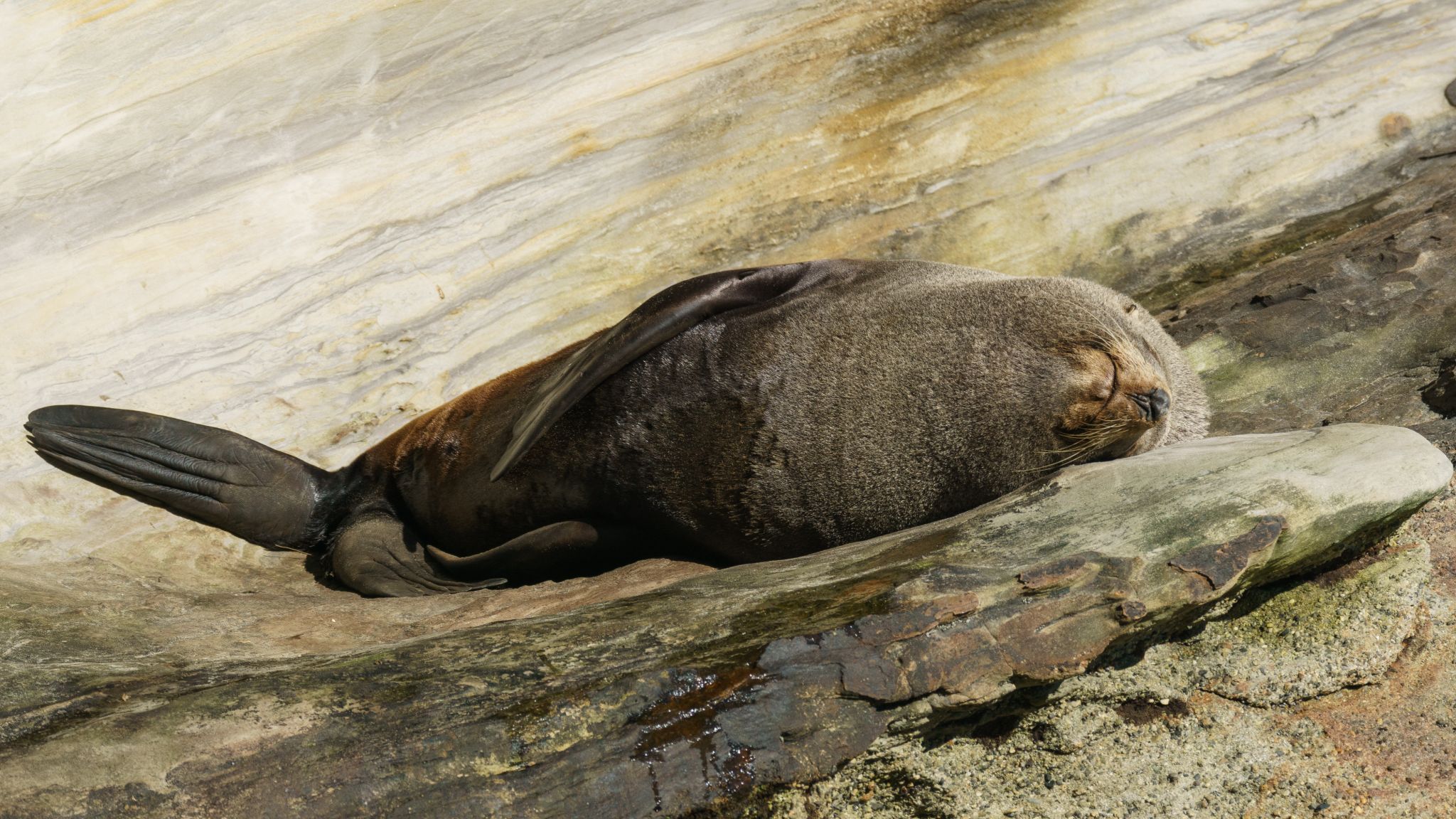 Fur seals at Wharariki Beach, New Zealand