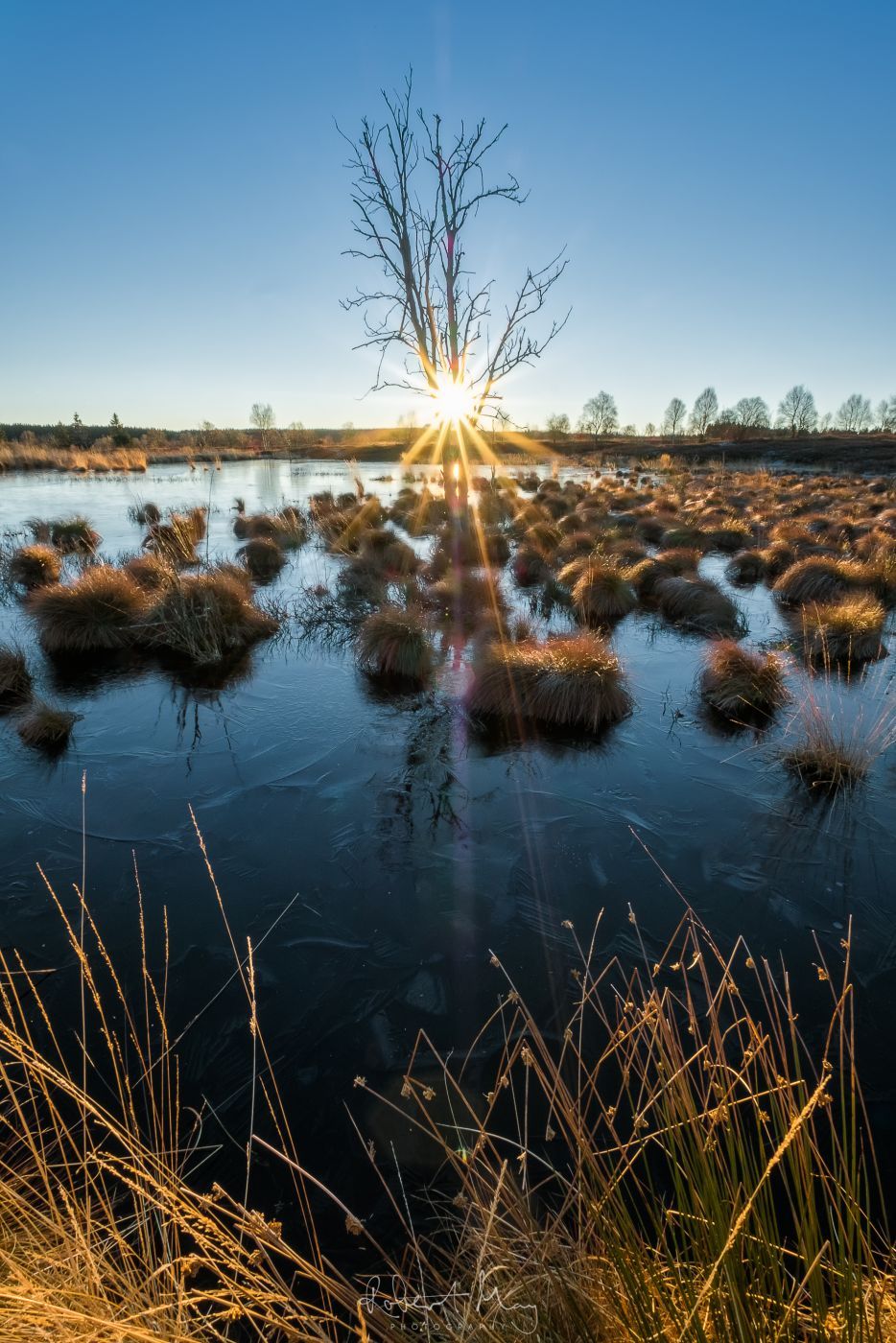 Hautes Fagnes - Dead Tree Lake, Belgium