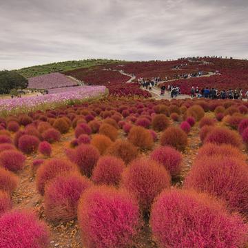 Hitachi - Kochia Blossom, Japan