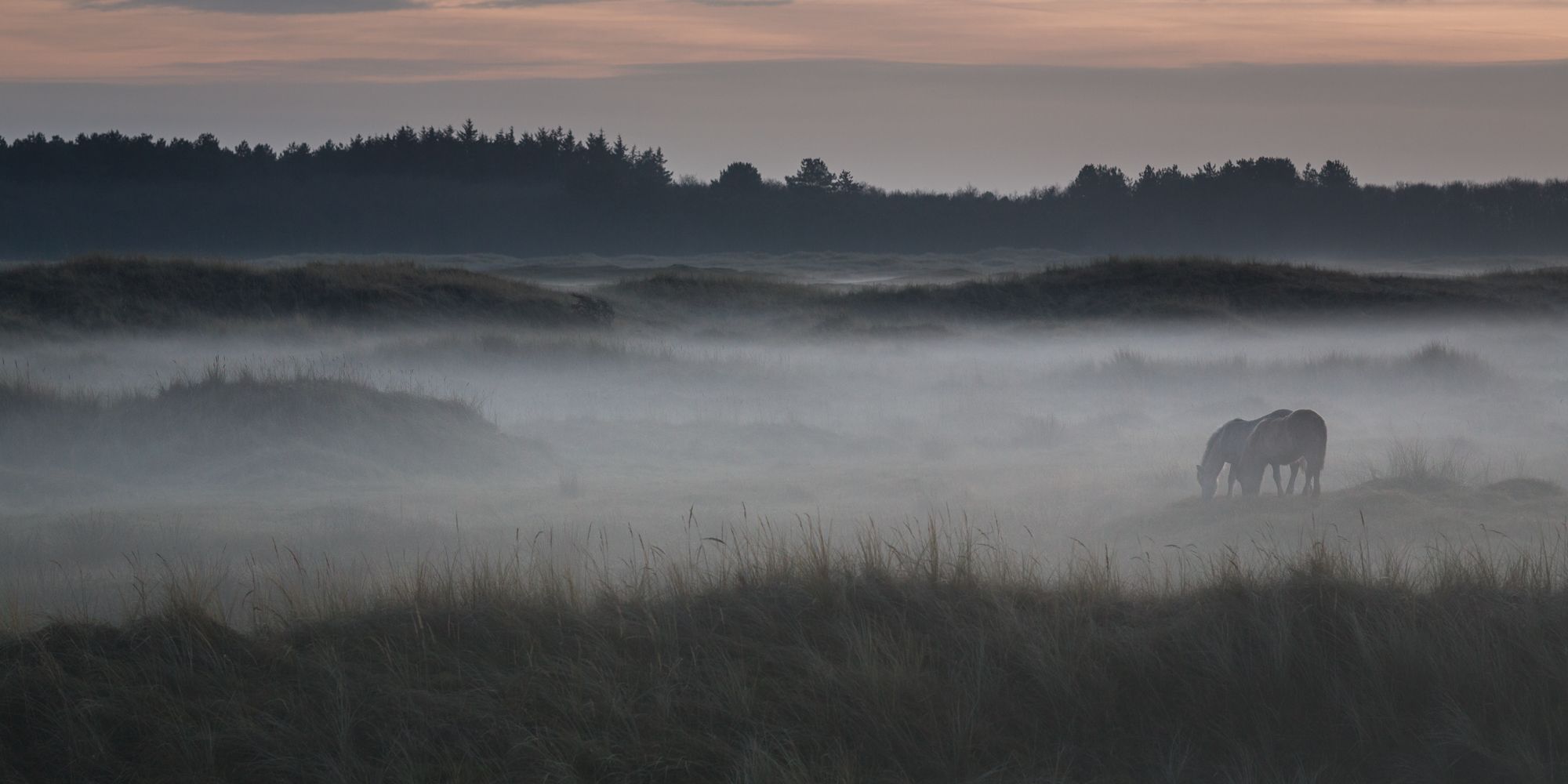 Dunes, Netherlands