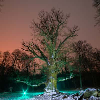 Ivenacker Eichen (Ivenack Oaks), Germany