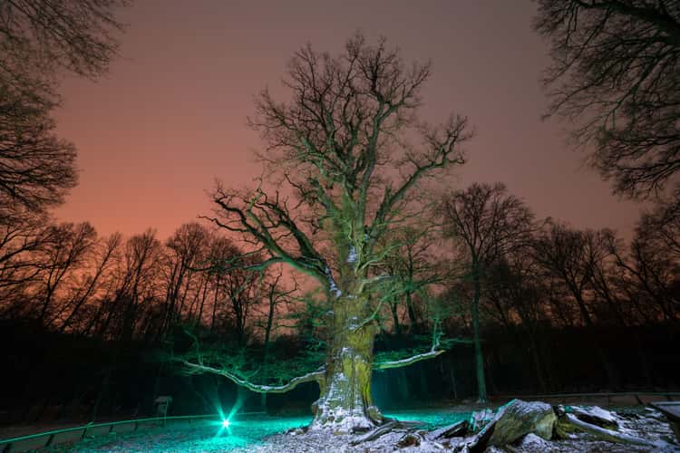 Ivenacker Eichen (Ivenack Oaks)
