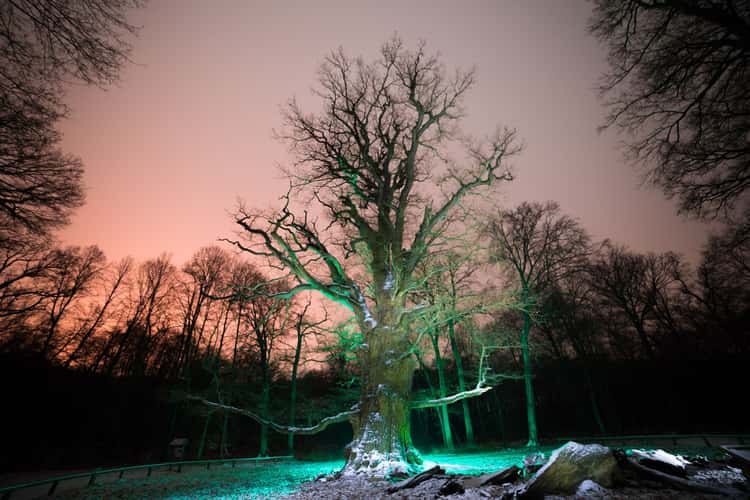 Ivenacker Eichen (Ivenack Oaks)