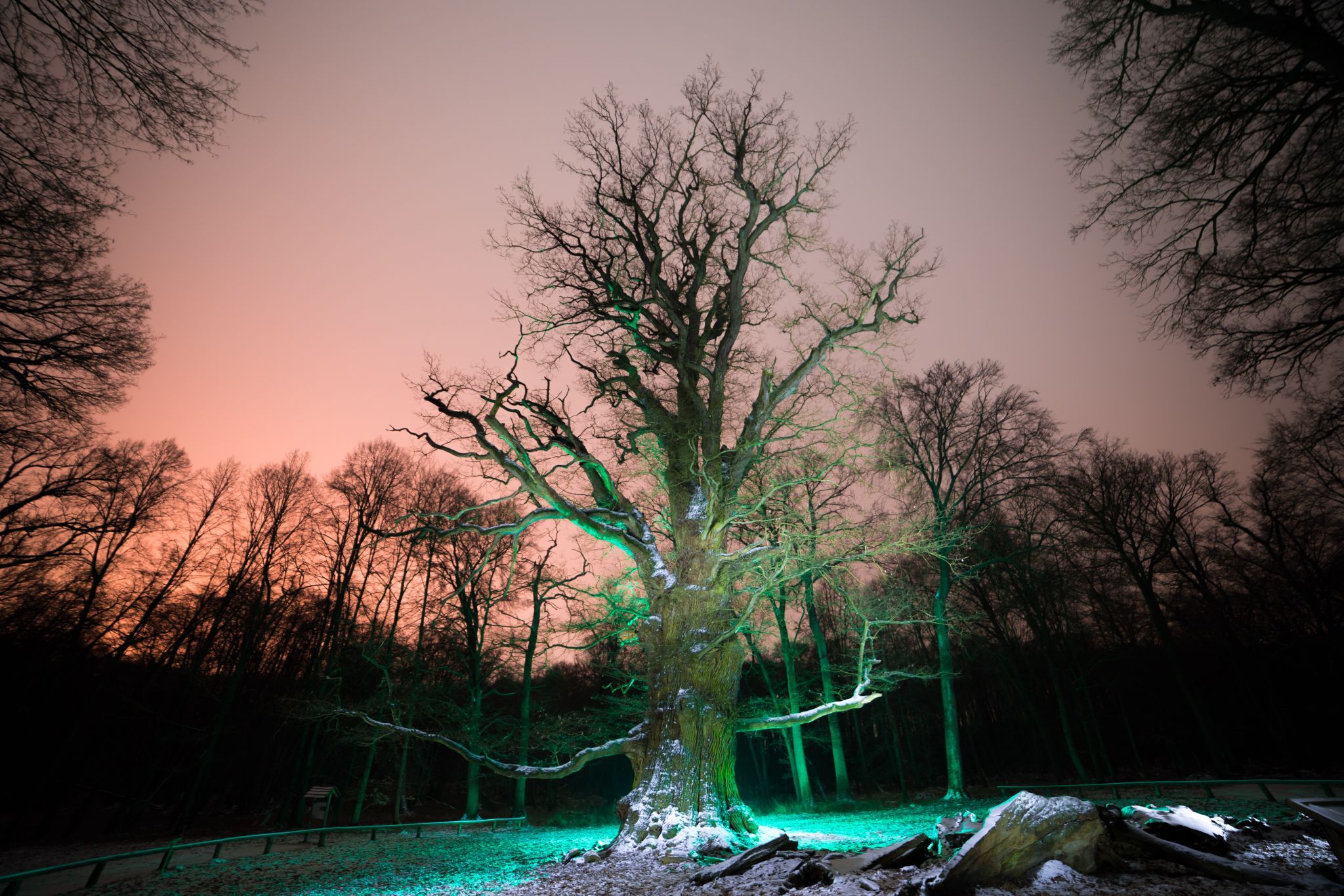 Ivenacker Eichen (Ivenack Oaks), Germany