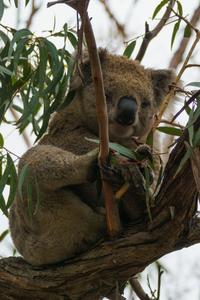 Koala trail on Raymond Island