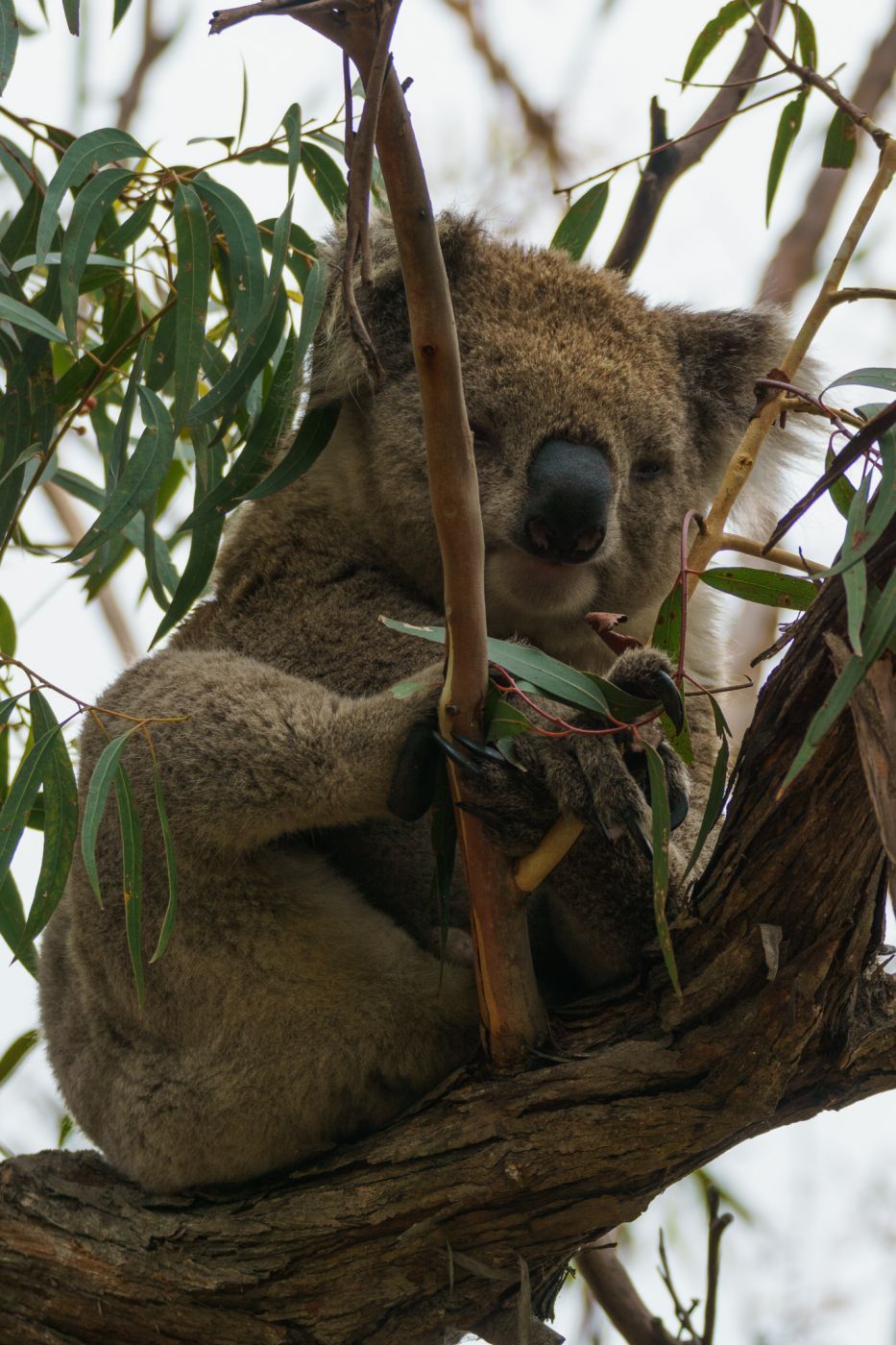 Koala trail on Raymond Island, Australia