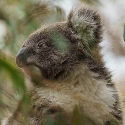 Koala trail on Raymond Island, Australia