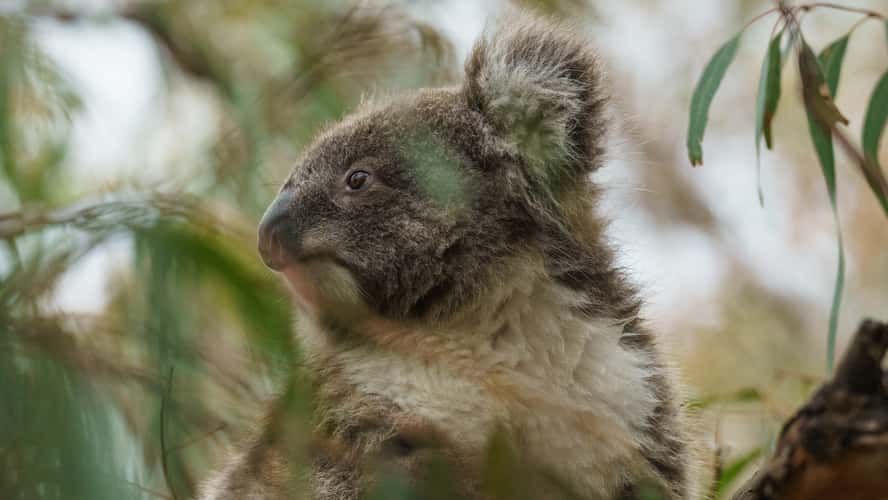 Koala trail on Raymond Island