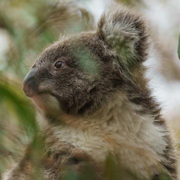 Koala trail on Raymond Island, Australia