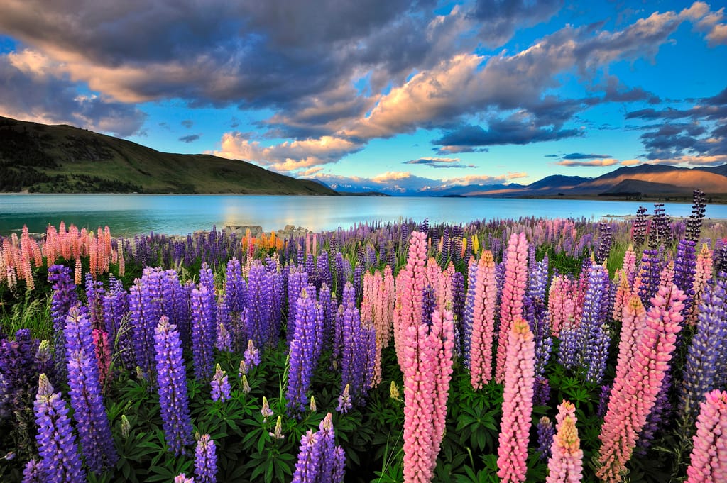 Lupines on the shore of Lake Tekapo, New Zealand, New Zealand
