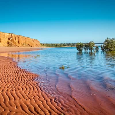 Mangroves at the top of Spencer Gulf, Australia