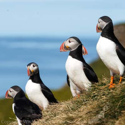 Papageitaucher auf Grimsey, Iceland