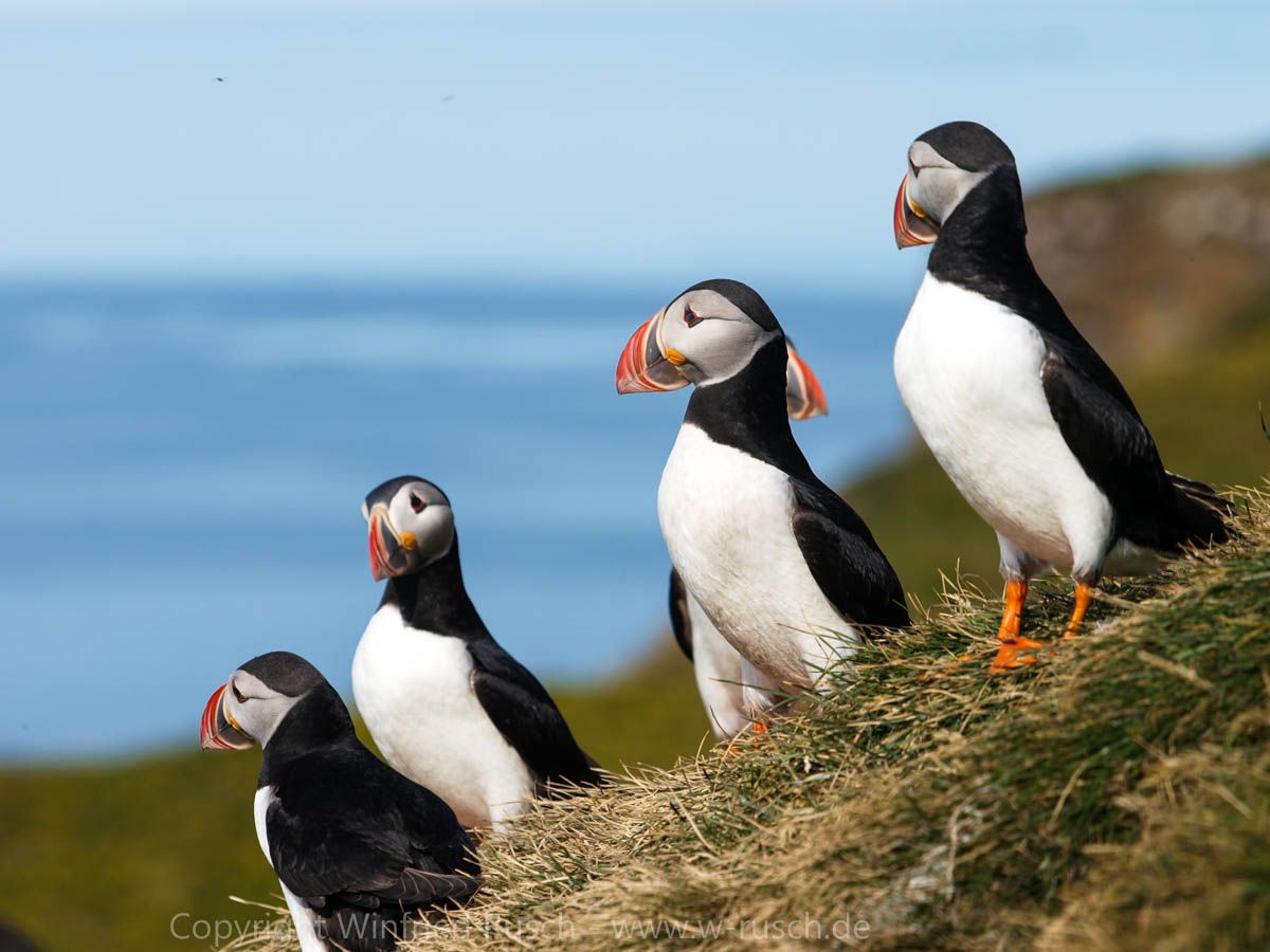 Papageitaucher auf Grimsey, Iceland