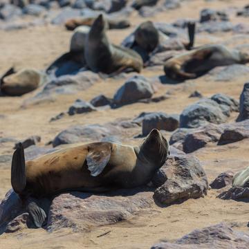Seal colony cape cross, Namibia