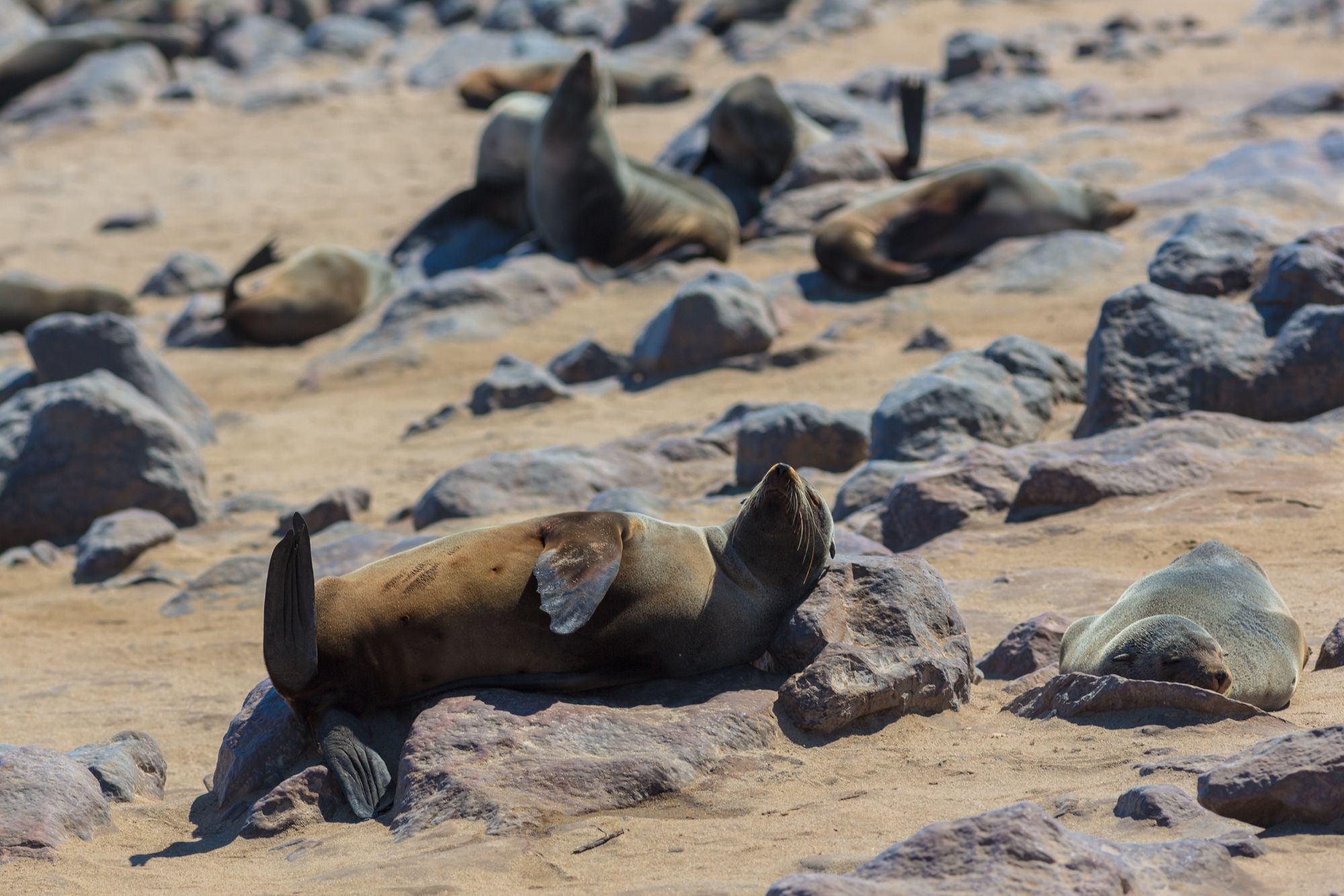 Seal colony cape cross, Namibia