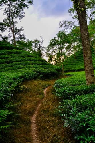 Sreemangal