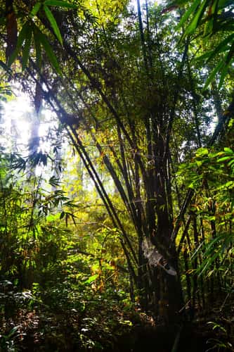 Sreemangal