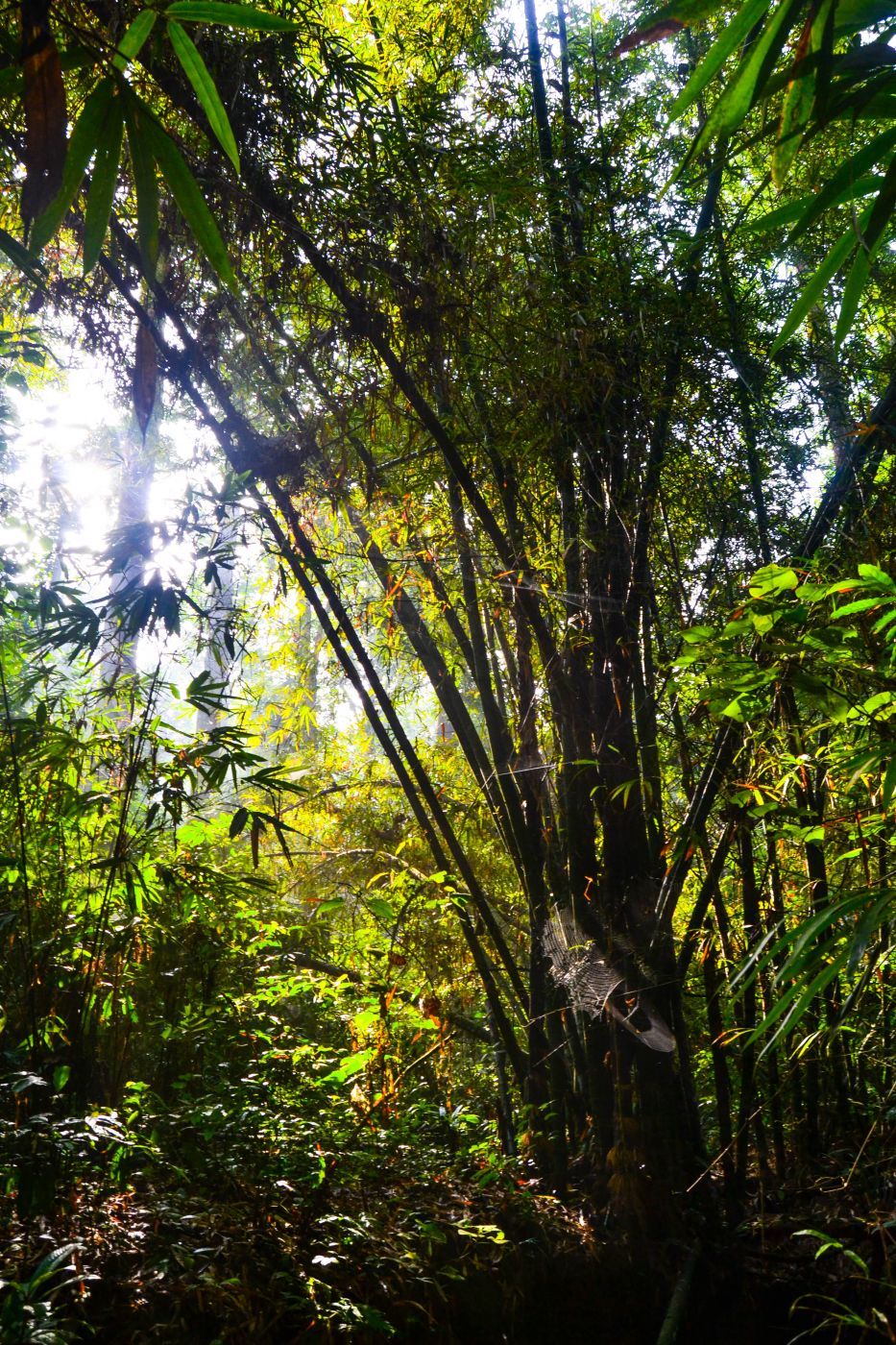 Sreemangal, Bangladesh