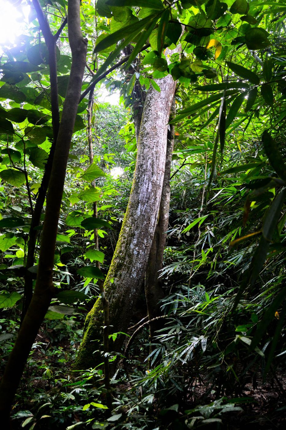 Sreemangal, Bangladesh