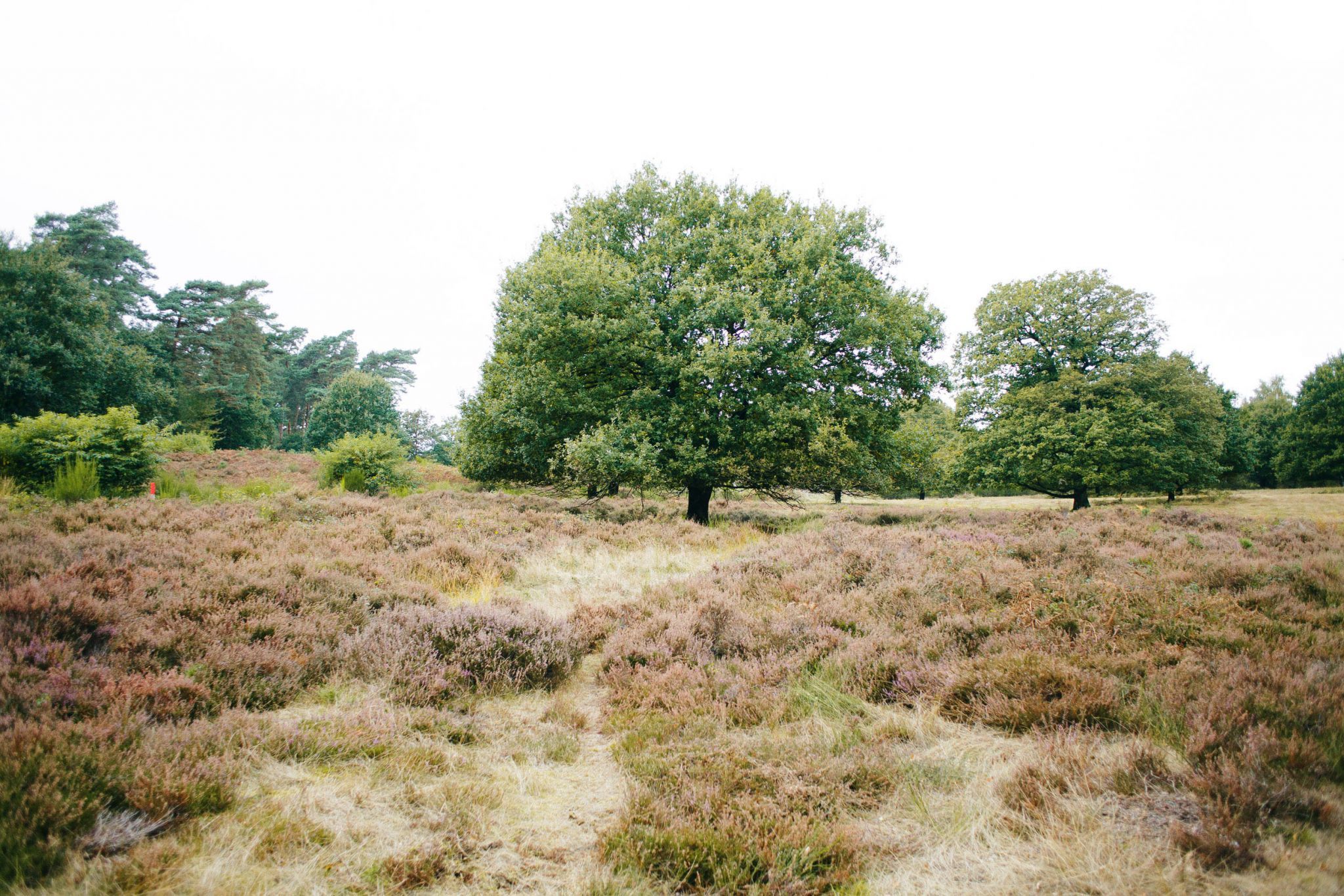 Wahner Heide, Cologne, Germany