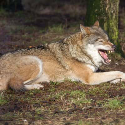 Wildpark Frankenhof, Germany