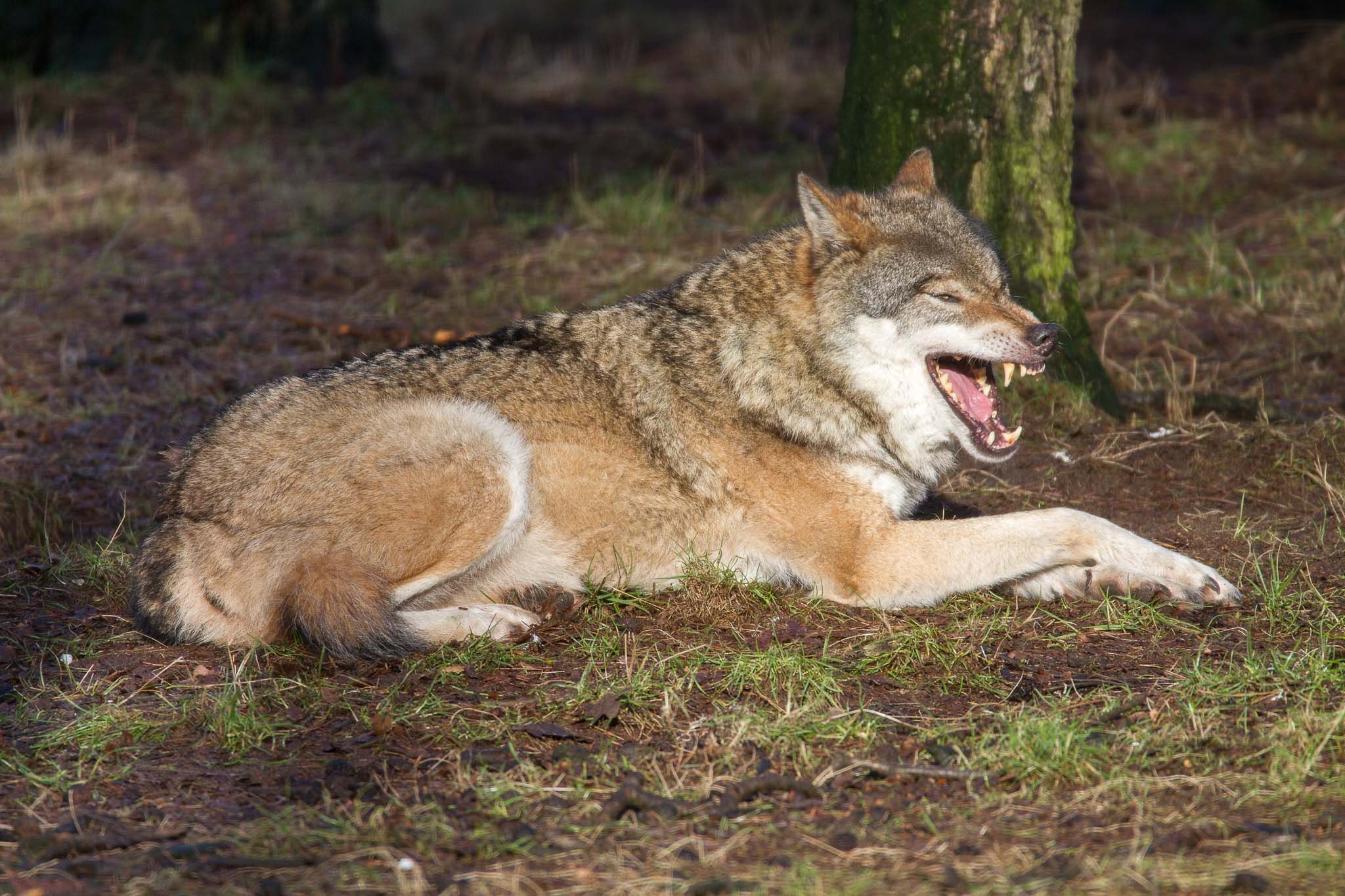 Wildpark Frankenhof, Germany