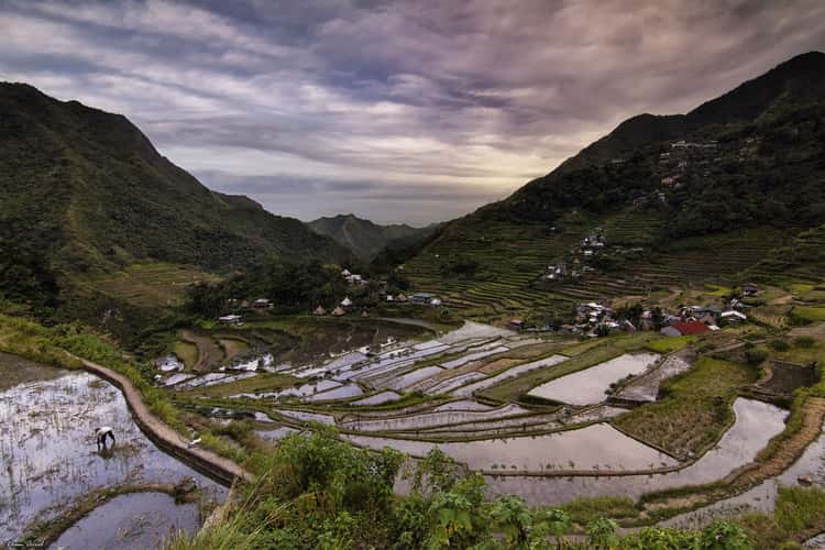 Batad Rice Terrace