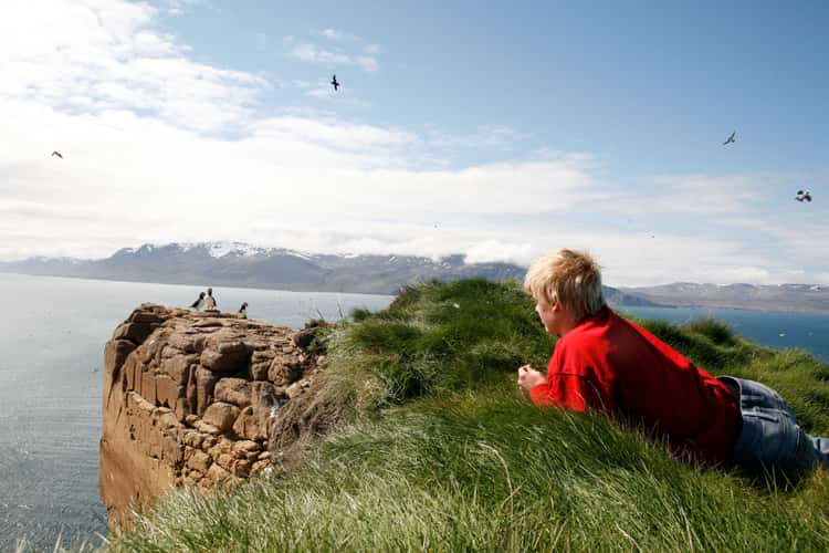 Catching Puffins
